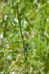 Corn gromwell